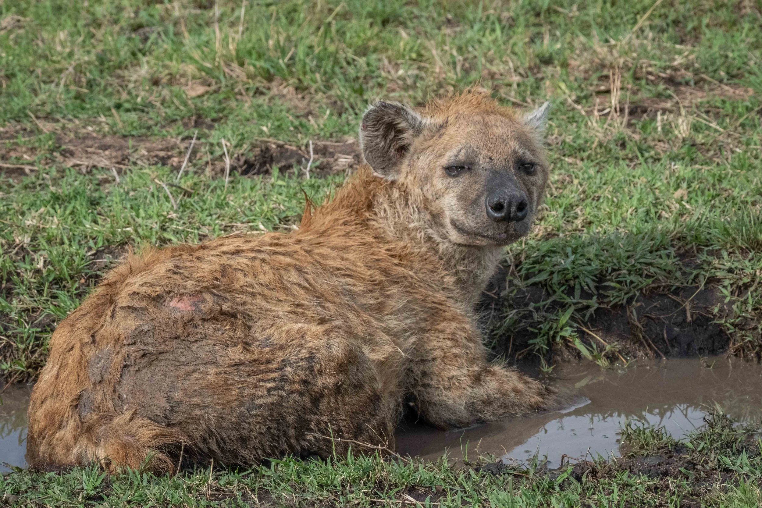 How to Spot a Hyena — Kathy Karn Photography